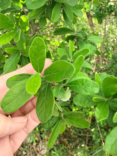 Texas Persimmon (Diospyros texana)