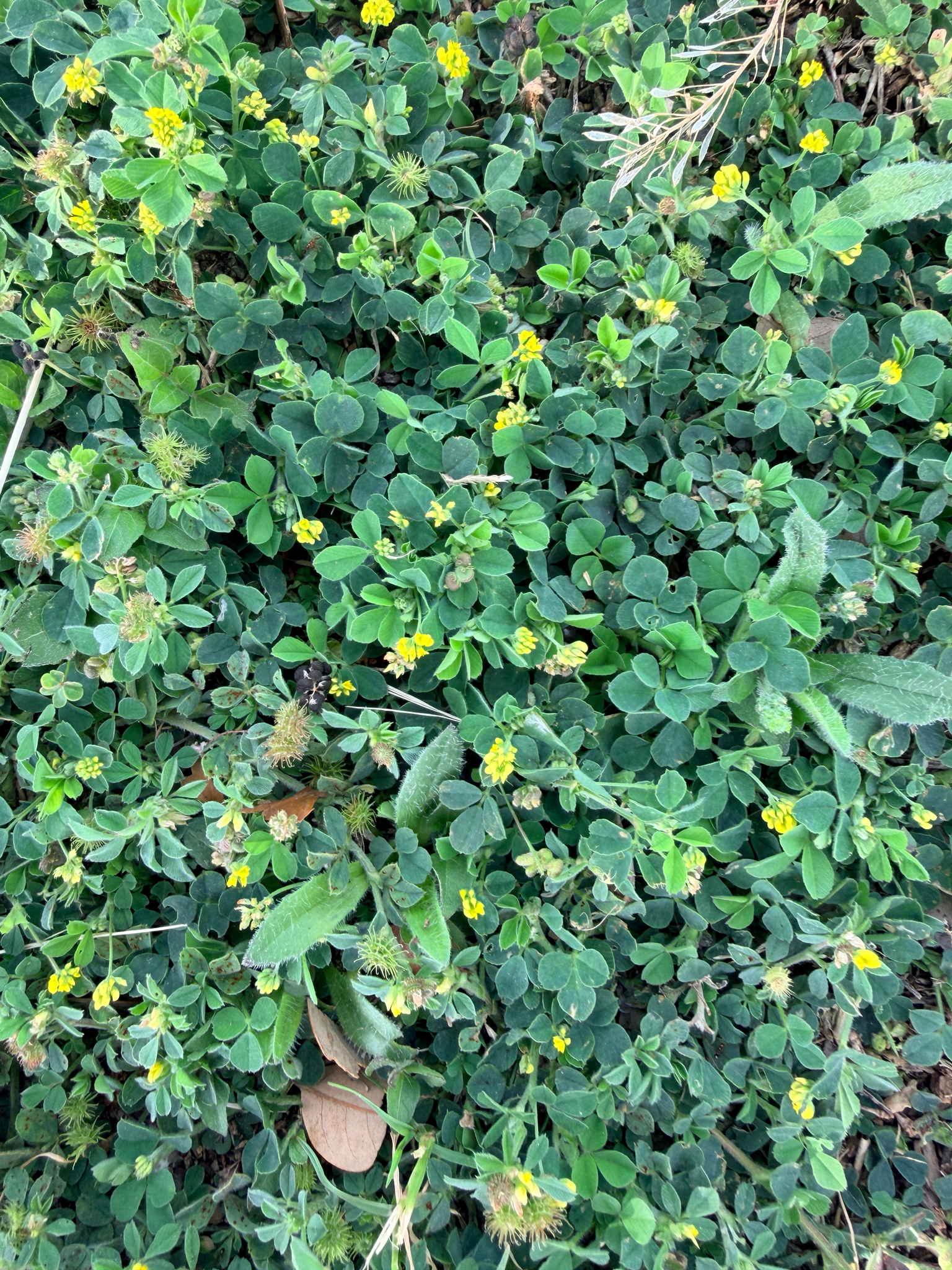 Little Bur-Clover (Medicago minima)