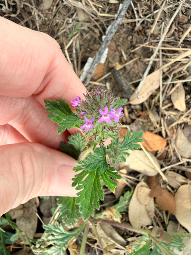 Dwarf Verbena (Glandularia pumila)