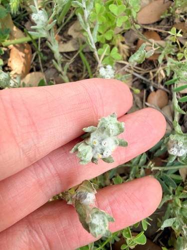 many stem evax (Diaperia verna)
