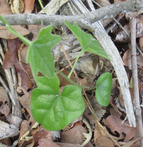 Nephroia carolina (Nephroia carolina)