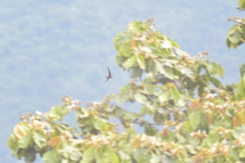Vaux's Swift (Chaetura vauxi), photo 6