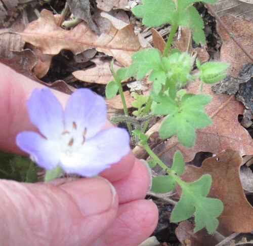 Texas baby blue eyes (Nemophila phacelioides)