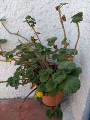Pelargonium × hybridum