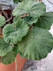 Pelargonium × hybridum