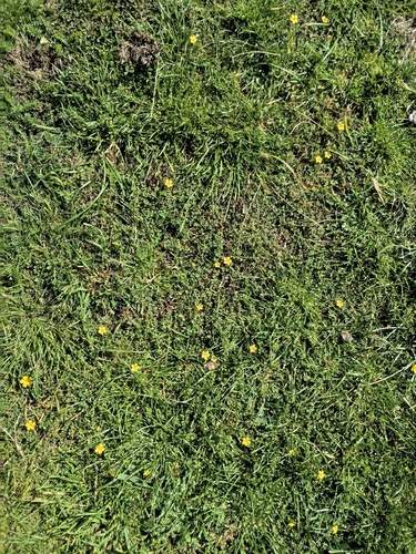 least yellow-sorrel (Oxalis exilis)