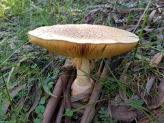 Amanita ochrophylla