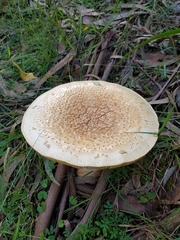 Amanita ochrophylla