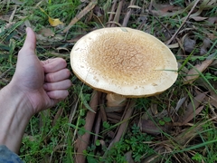 Amanita ochrophylla