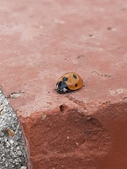 Coccinella septempunctata
