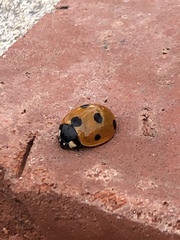 Coccinella septempunctata