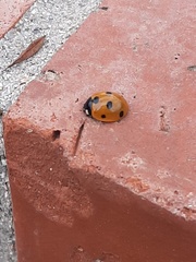 Coccinella septempunctata