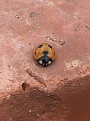 Coccinella septempunctata