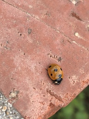 Coccinella septempunctata