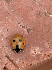 Coccinella septempunctata