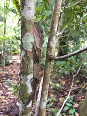 Lophosaurus spinipes