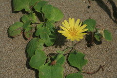 Ixeris repens