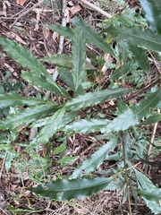 Helicia cochinchinensis