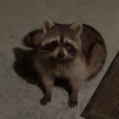 Common Raccoon photographed in Virginia