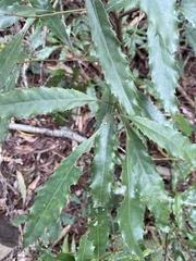 Helicia cochinchinensis