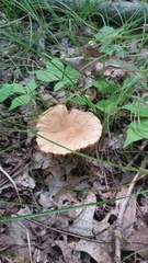 Lactarius subplinthogalus
