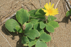 Ixeris repens