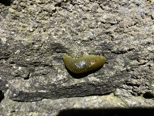 Limacus flavus
