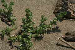 Salsola komarovii