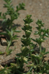 Salsola komarovii
