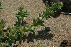 Salsola komarovii