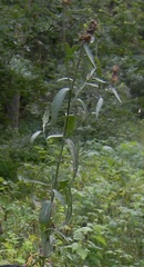 Centaurea phrygia pseudophrygia