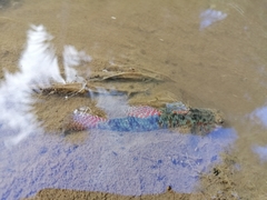 Gobiomorphus huttoni