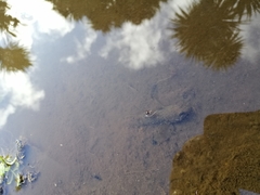 Gobiomorphus huttoni