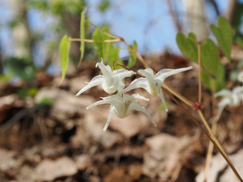 Epimedium sempervirens iNat (2)