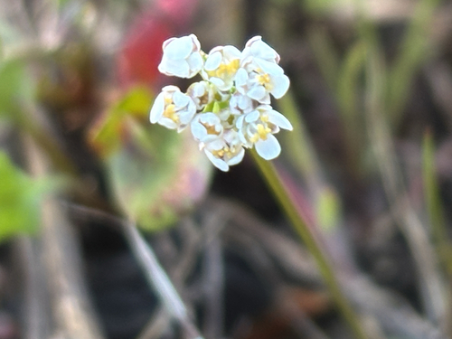Shepherd's Cress (Teesdalia nudicaulis)