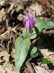 (c) ITÔ, Hiroki, some rights reserved (CC BY) Erythronium japonicum, photograph (c) ITÔ, Hiroki, some rights reserved (CC BY)