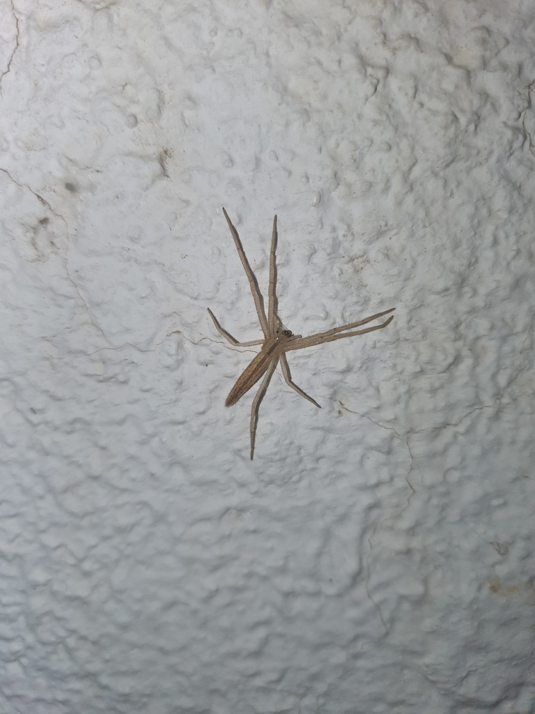Tibellus flavipes