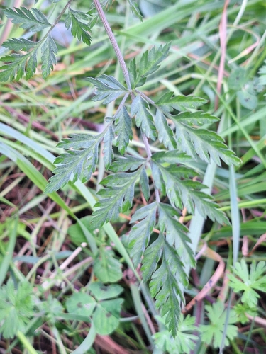 Erect Hedgeparsley (Torilis japonica)