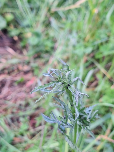 Torilis japonica, photograph 3