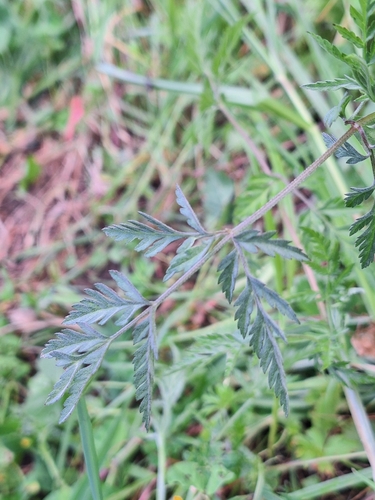 Torilis japonica, photograph 4