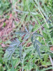 Torilis japonica, photograph Morgan Tilton, CC0, iNaturalist via GBIF