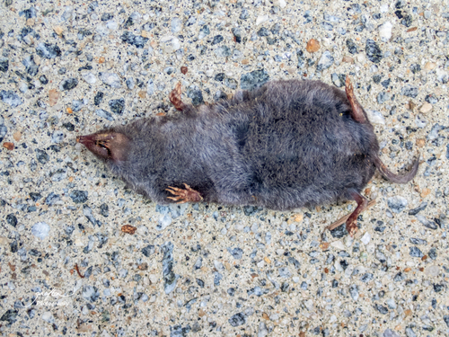 Southern Short-tailed Shrew observed by presto84