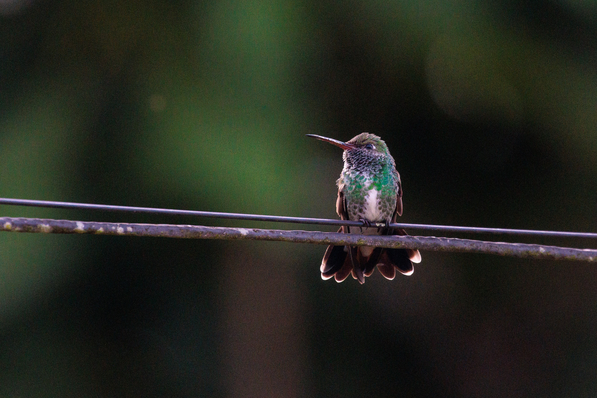 Glittering-throated Emerald (Chionomesa fimbriata), photo 5