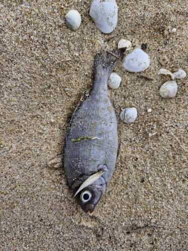 Spondyliosoma cantharus