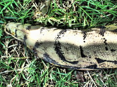 Varanus salvator celebensis