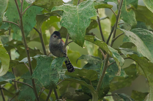 Rufous-winged Antshrike (Thamnophilus torquatus), photo 4
