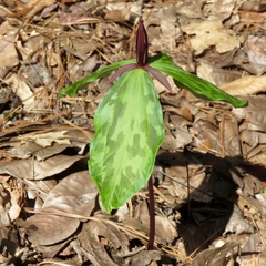 Trillium gracile