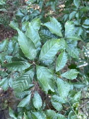 Lithocarpus konishii