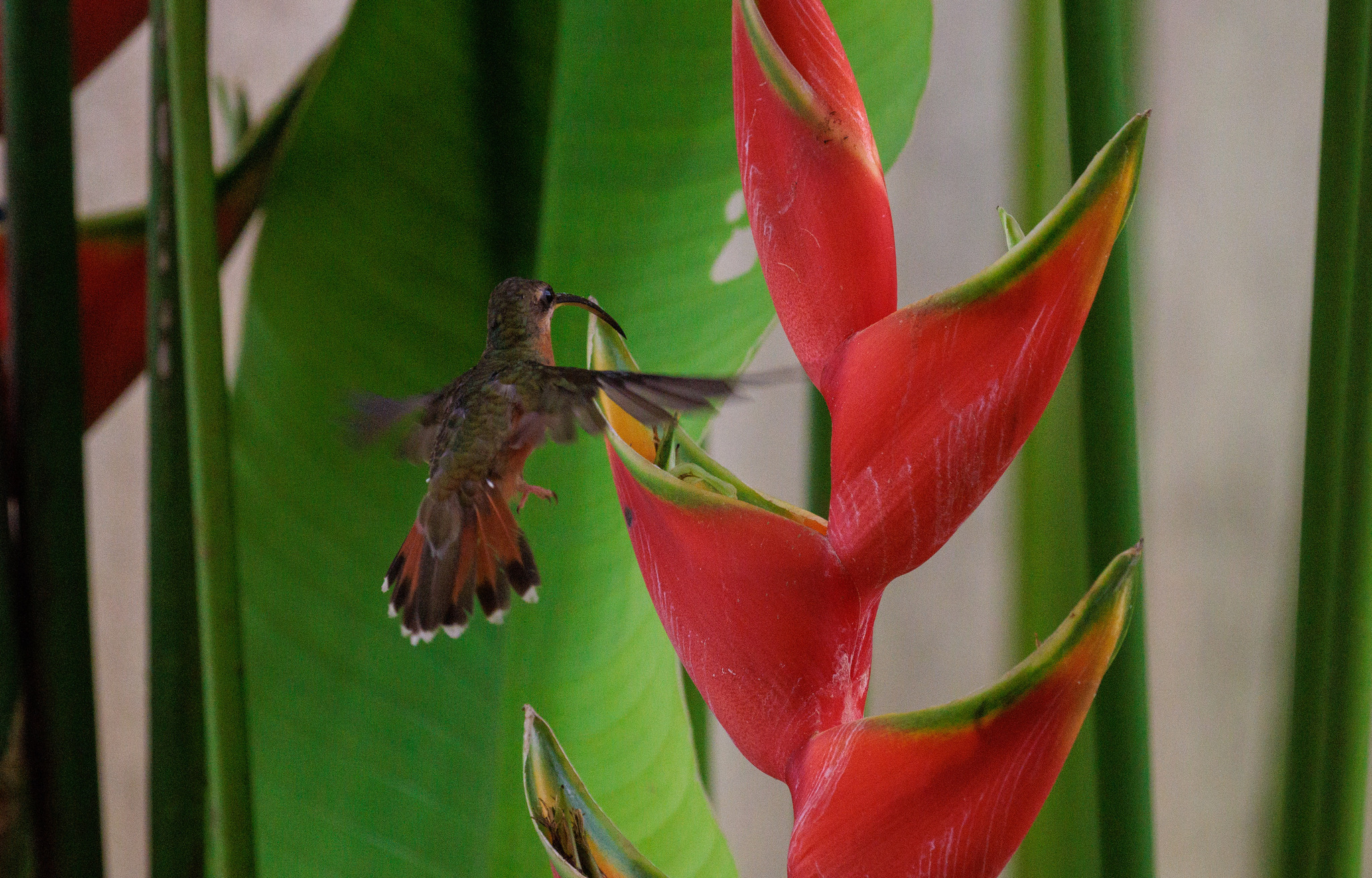 Rufous-breasted Hermit (Glaucis hirsutus), photo 4
