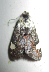 Acontia trychaenoides